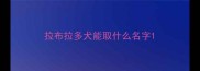 拉布拉多犬能取什么名字