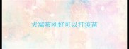 犬窝咳刚好可以打疫苗