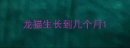 龙猫生长到几个月