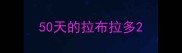 50天的拉布拉多