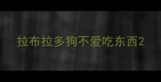 拉布拉多狗不爱吃东西