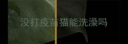 没打疫苗猫能洗澡吗