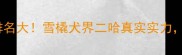 哈士奇智商排名大雪橇犬界二哈真实实力养狗人必看