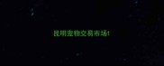 昆明宠物交易市场