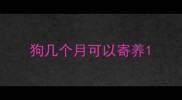 狗几个月可以寄养