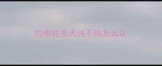 拉布拉多犬纯不纯怎么认