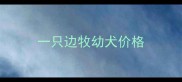一只边牧幼犬价格
