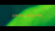 边牧鼻子上鼓起一绺毛