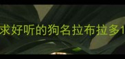 求好听的狗名拉布拉多