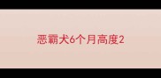 恶霸犬6个月高度