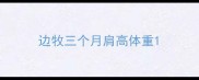 边牧三个月肩高体重
