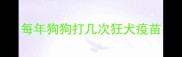 每年狗狗打几次狂犬疫苗