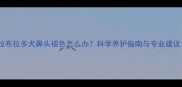 拉布拉多犬鼻头褪色怎么办科学养护指南与专业建议