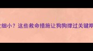 一岁拉布拉多突发细小这些救命措施让狗狗撑过关键期附护理全攻略