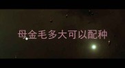 母金毛多大可以配种
