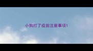 小狗打了疫苗注意事项
