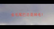 金毛尾巴总是掉毛
