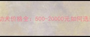 拉布拉多幼犬价格全500-20000元如何选到健康狗狗