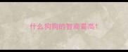什么狗狗的智商最高