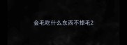 金毛吃什么东西不掉毛