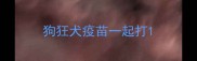 狗狂犬疫苗一起打