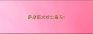 萨摩耶犬哈士奇吗