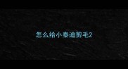 怎么给小泰迪剪毛
