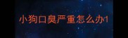 小狗口臭严重怎么办