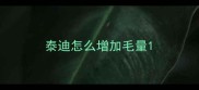泰迪怎么增加毛量