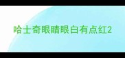 哈士奇眼睛眼白有点红