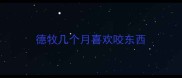 德牧几个月喜欢咬东西