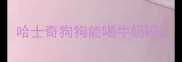 哈士奇狗狗能喝牛奶吗