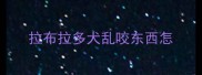 拉布拉多犬乱咬东西怎