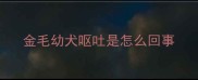 金毛幼犬呕吐是怎么回事