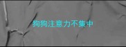 狗狗注意力不集中