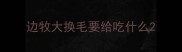 边牧大换毛要给吃什么