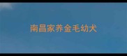 南昌家养金毛幼犬