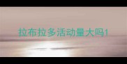 拉布拉多活动量大吗