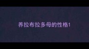 养拉布拉多母的性格