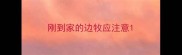 刚到家的边牧应注意
