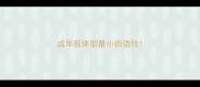 成年后体型最小的边牧