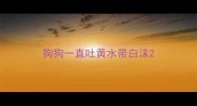 狗狗一直吐黄水带白沫