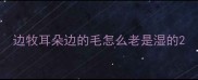 边牧耳朵边的毛怎么老是湿的