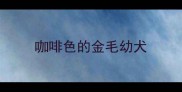 咖啡色的金毛幼犬