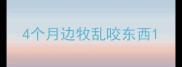 4个月边牧乱咬东西