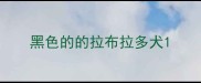 黑色的的拉布拉多犬