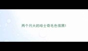 两个月大的哈士奇毛色很黑