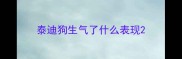 泰迪狗生气了什么表现
