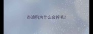 泰迪狗为什么会掉毛