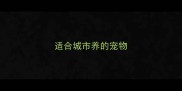 适合城市养的宠物
